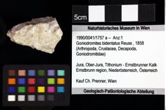 Foto (Objket + Etiketten) von Cracensigillatus acutirostrus (Moericke, 1889) 